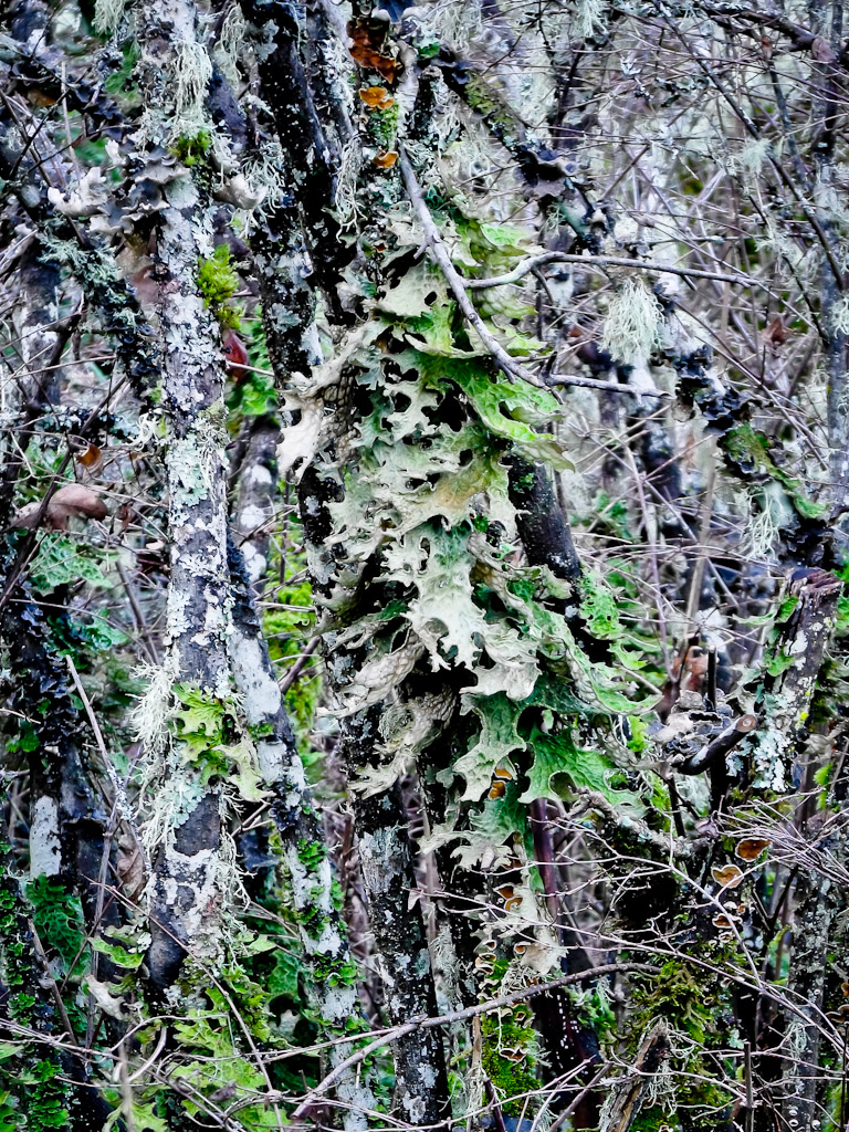 Lichens Colour Lichens Colour