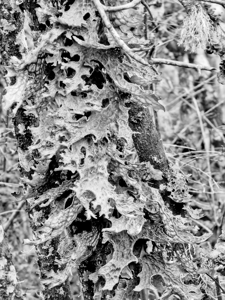 Lichens Black and White Lichens Black and White