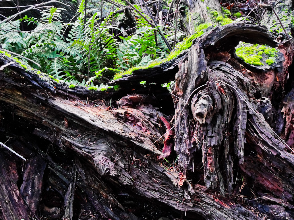 Stump 0EV Stump 0EV
