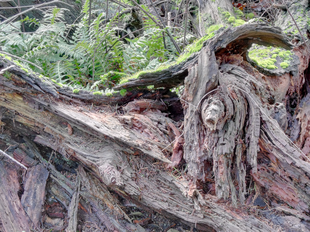 Stump HDR 1 Stump HDR 1