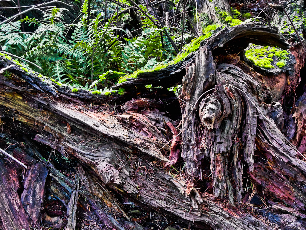HDR Stump HDR Stump