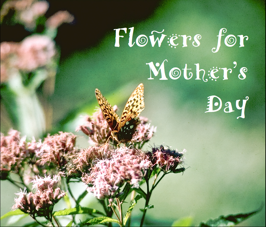 Flowers for Mother's Day Flowers for Mother's Day