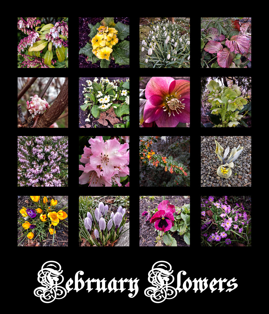 February Flowers February Flowers