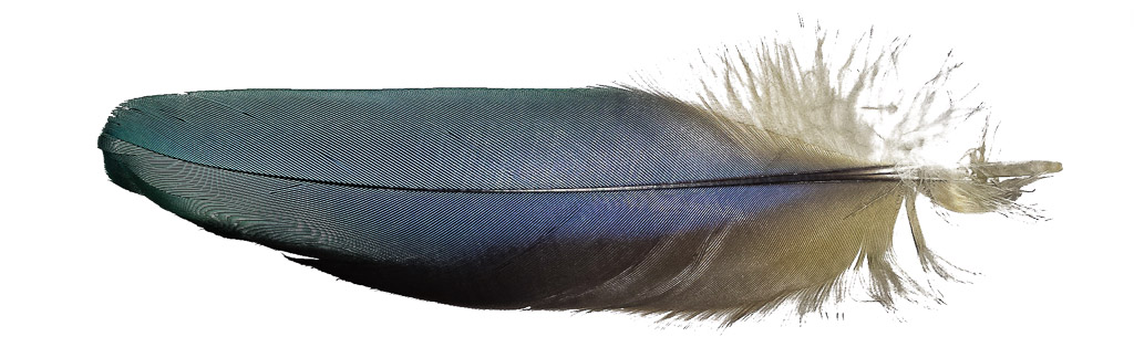 Blue Feather Blue Feather