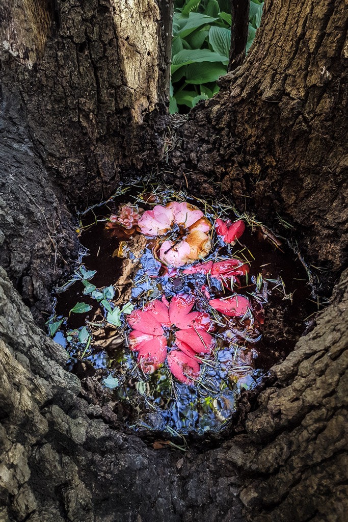 Treebowl