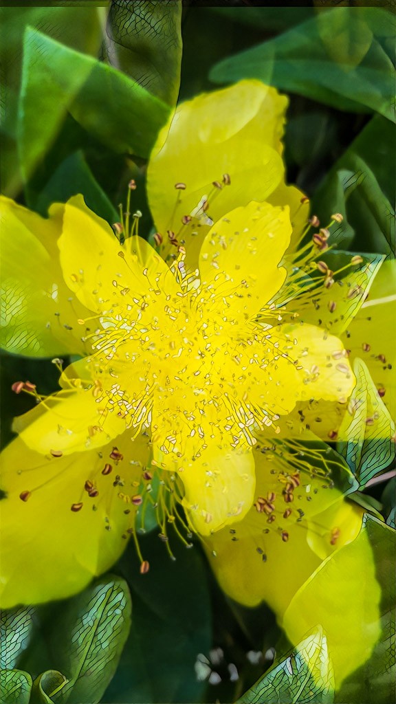 St. John's Wort